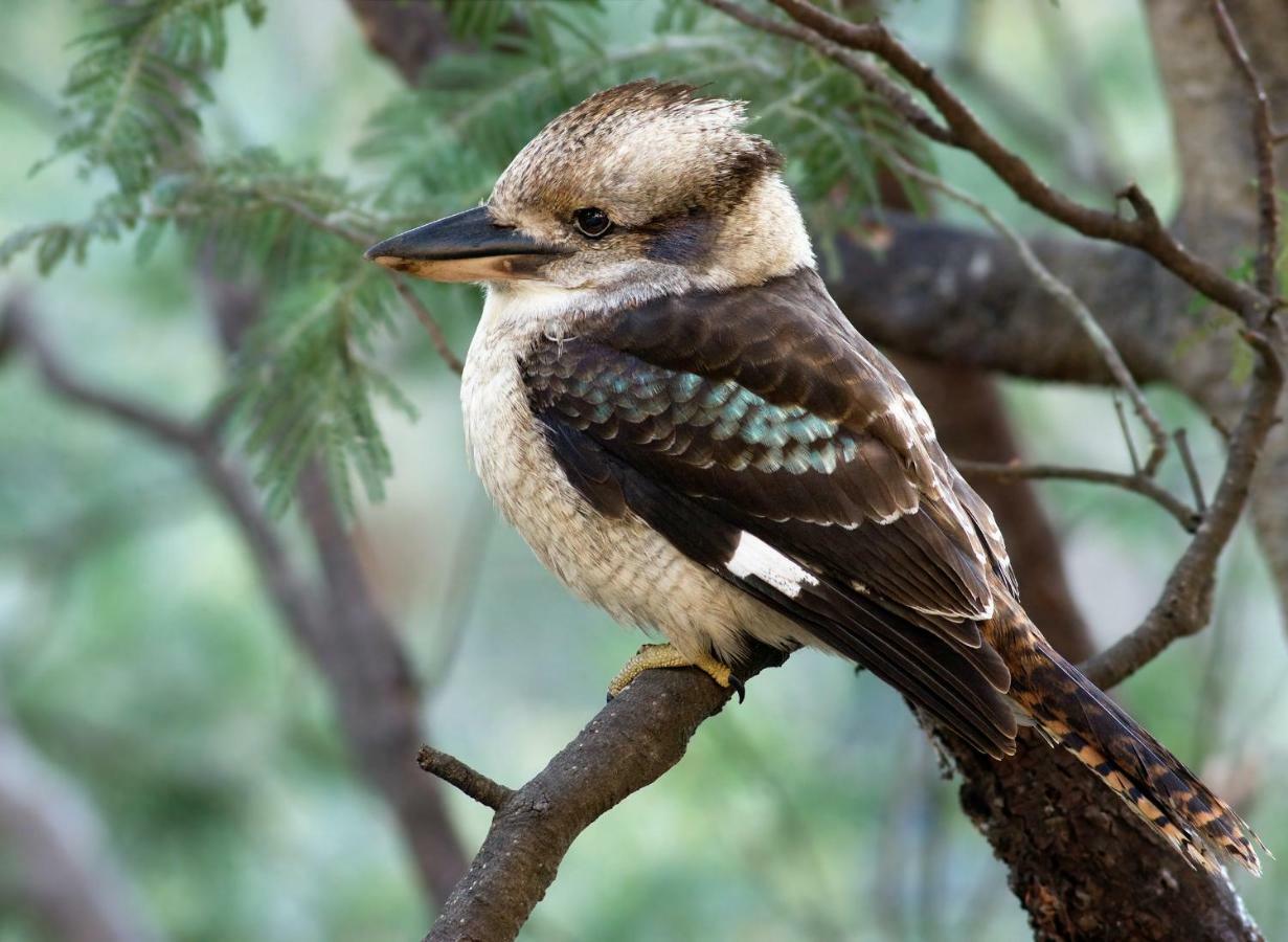 Ribbon Gum Lodge Katoomba Luaran gambar